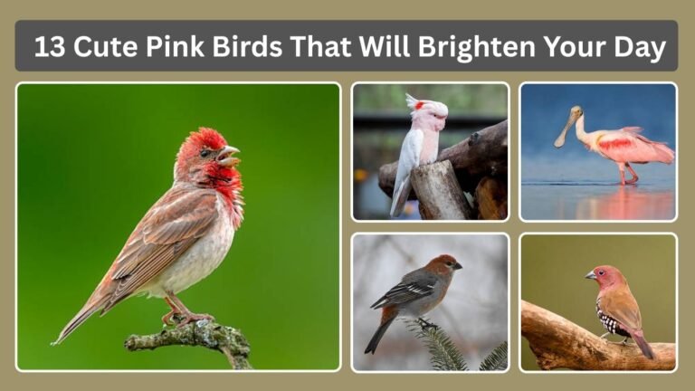 13 Cute Pink Birds That Will Brighten Your Day