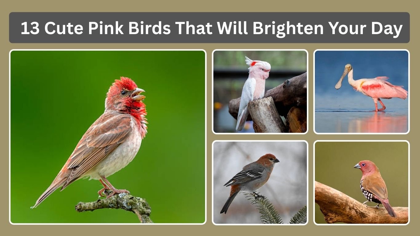 13 Cute Pink Birds That Will Brighten Your Day