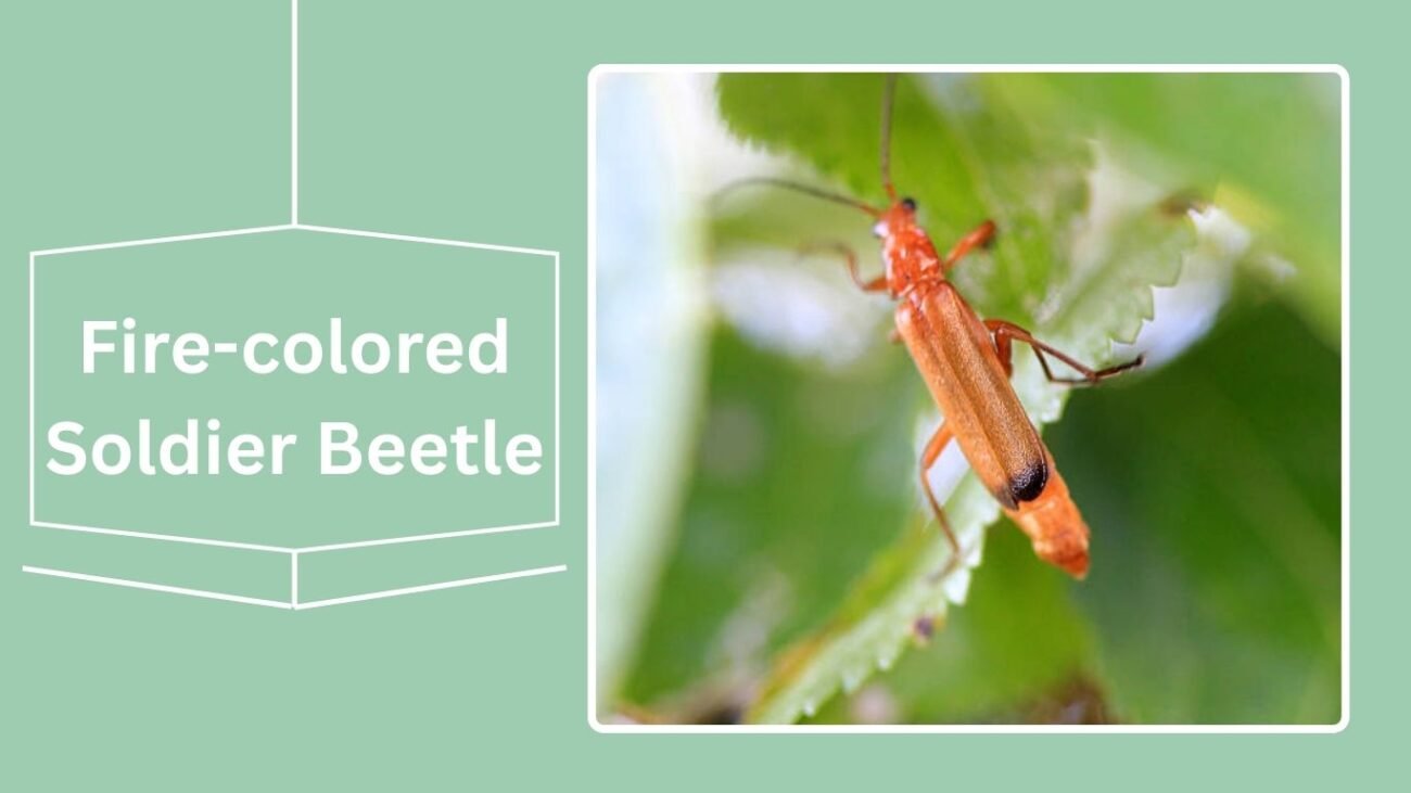 Fire-colored Soldier Beetle (Cantharis livida)