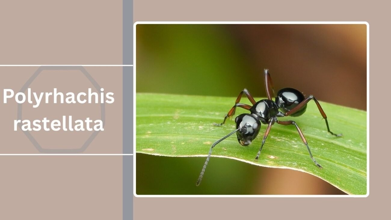 Polyrhachis rastellata