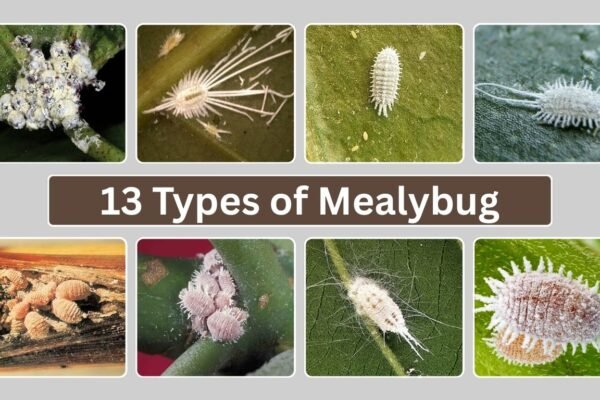 13 Types of Mealybug