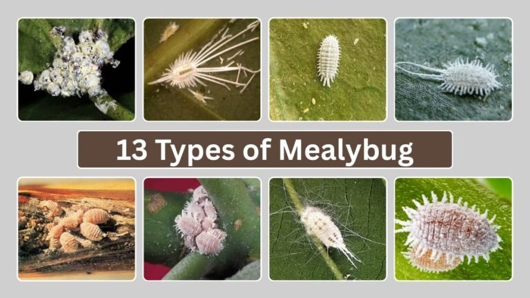 13 Types of Mealybug