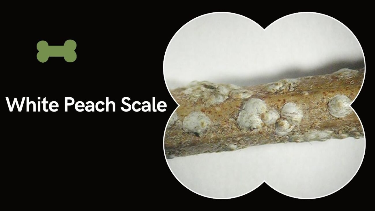 White Peach Scale (Pseudaulacaspis pentagona)