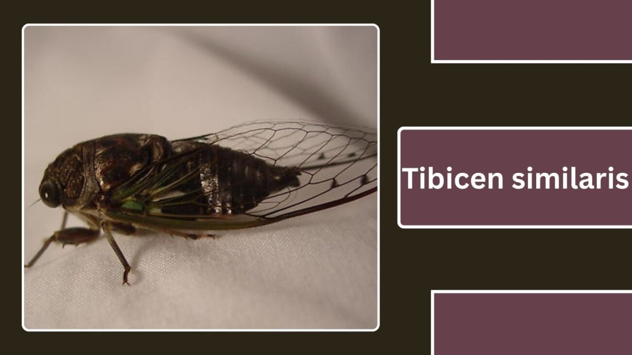 Tibicen similaris (Neotibicen similaris)