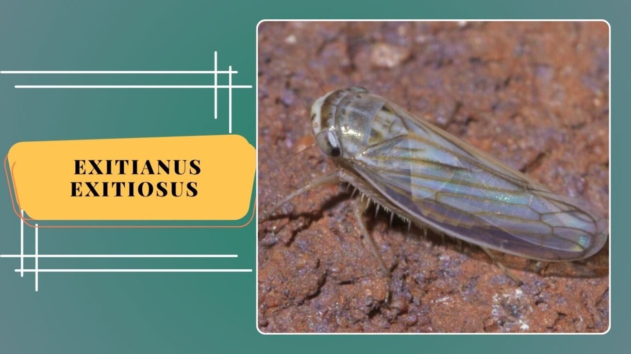 Exitianus exitiosus (Gray Lawn Leafhopper)