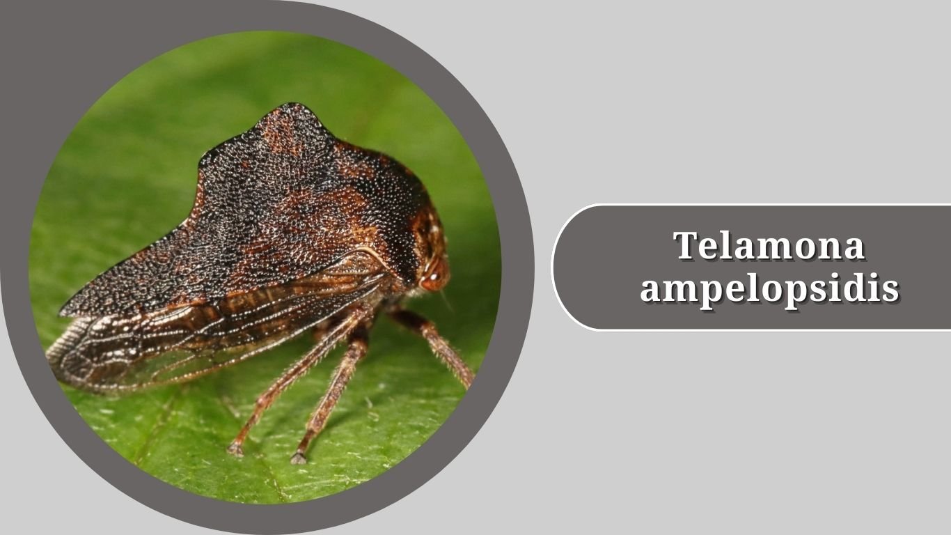 15 Types of Treehopper: Identification with Pictures
