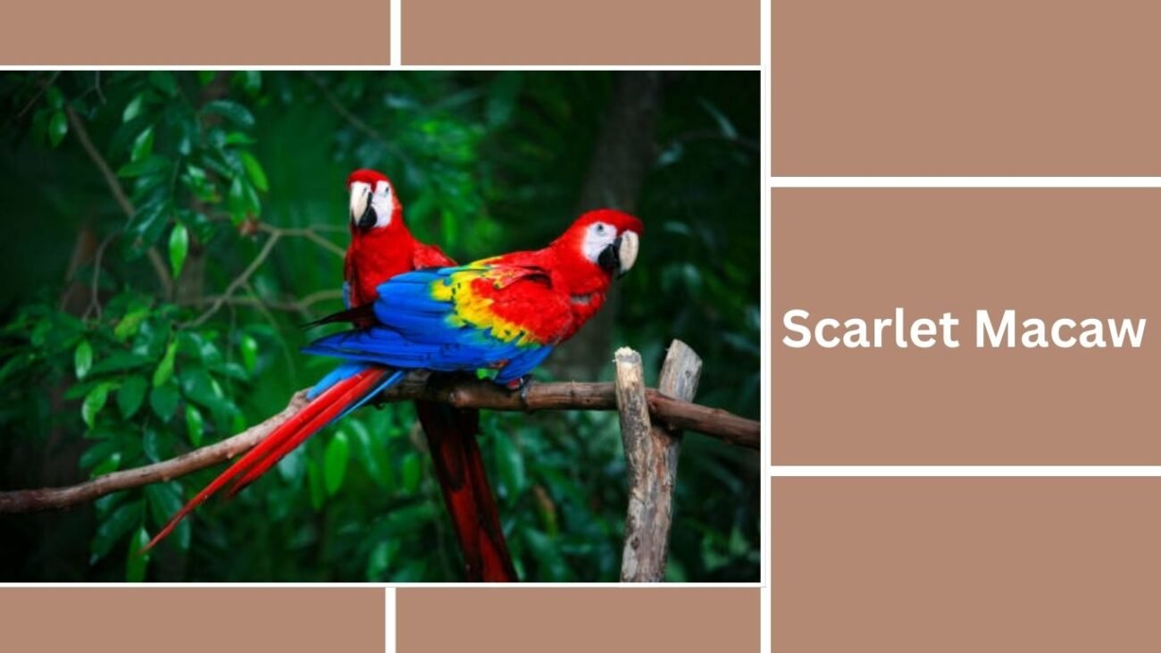 Scarlet Macaw