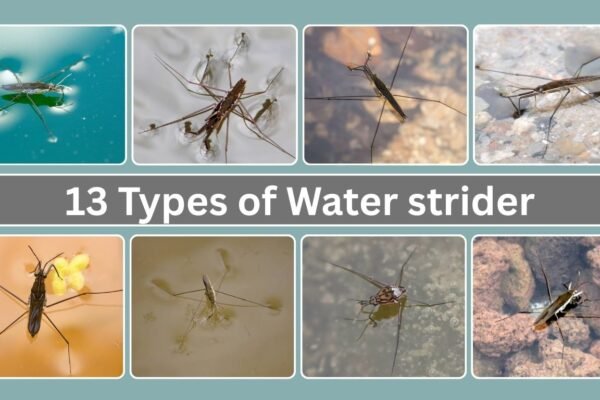 13 Types of Water strider