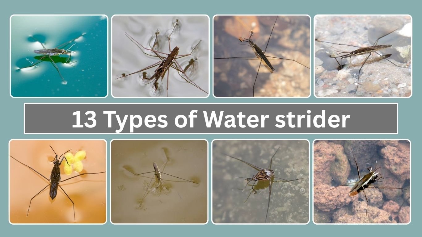 13 Types of Water strider
