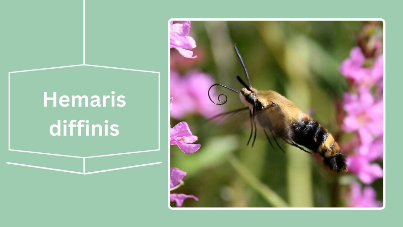 Hemaris diffinis (Snowberry Clearwing)