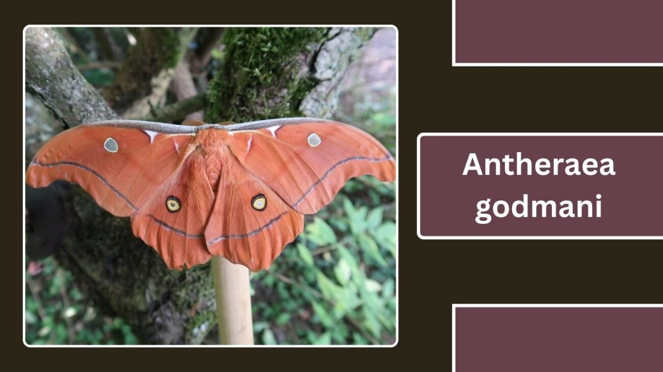 Antheraea godmani (Godman’s Silk Moth)