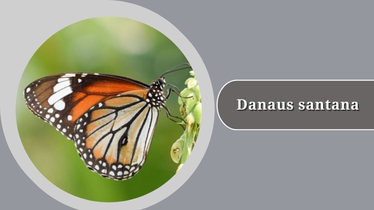Danaus santana (Santana Tiger)