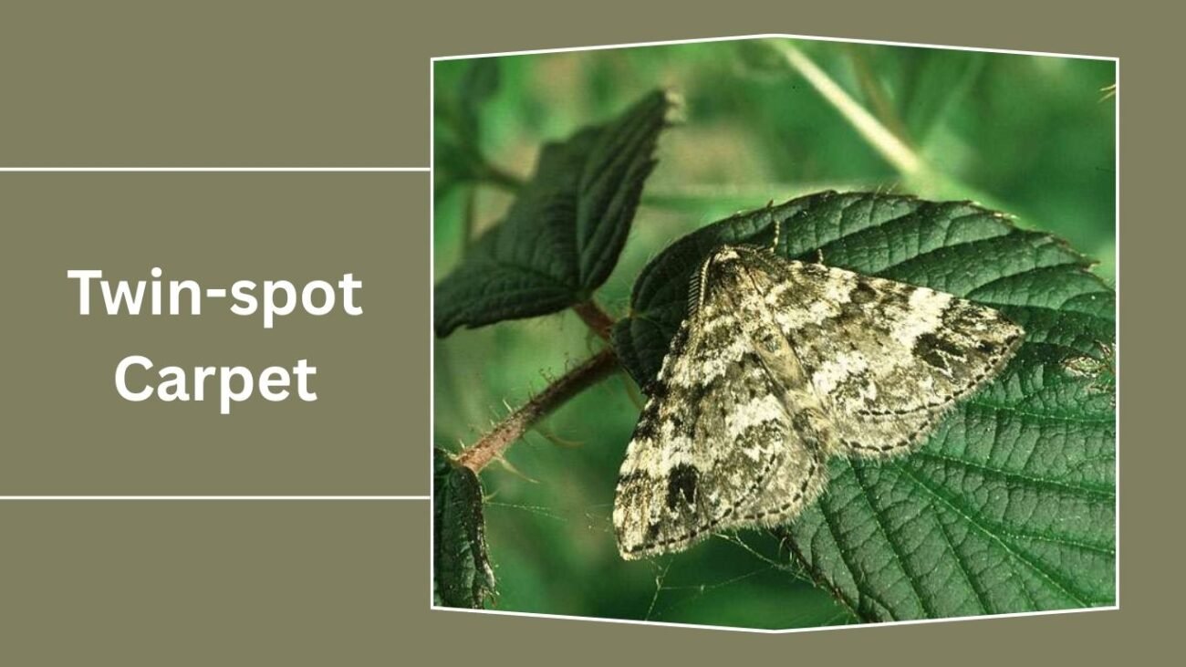 Twin-spot Carpet (Perizoma didymata)