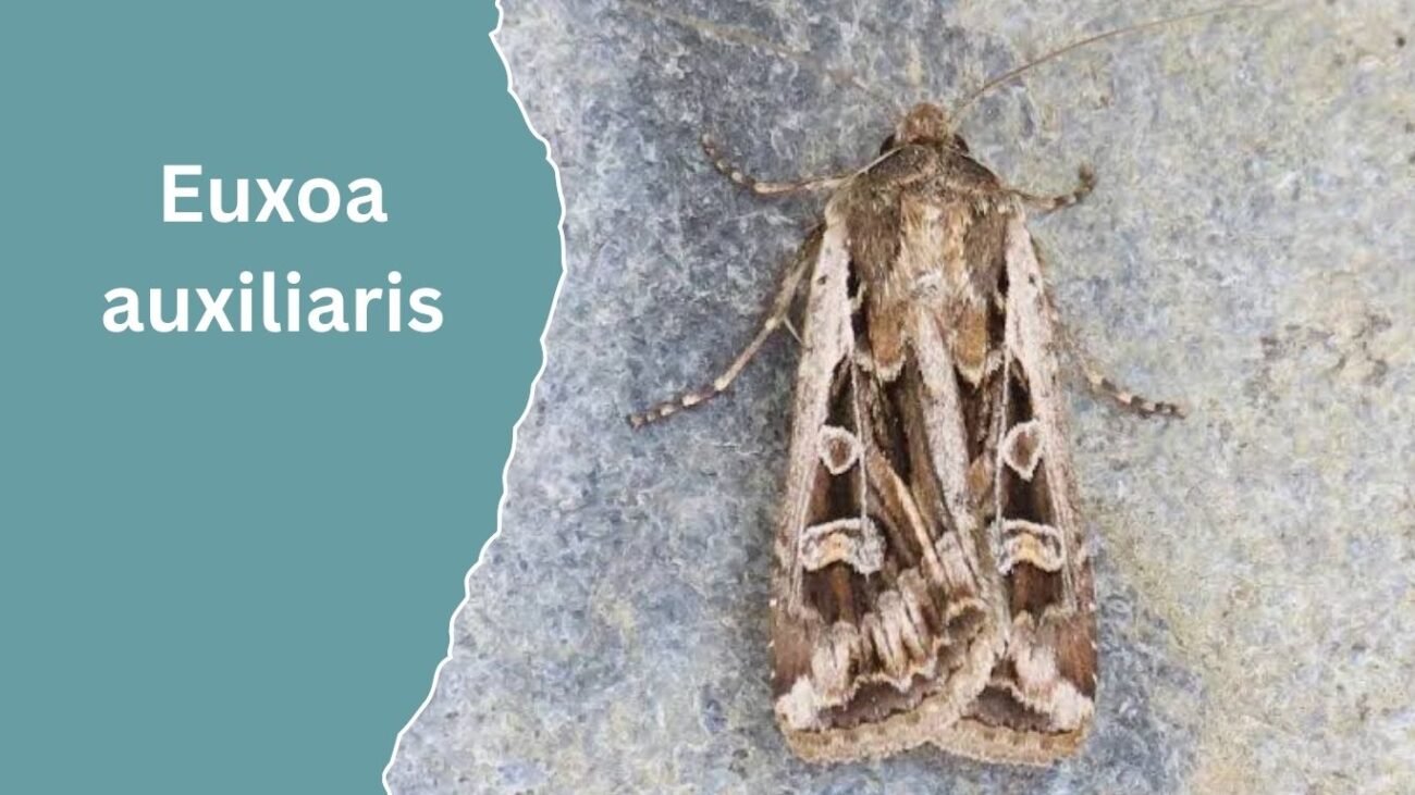Euxoa auxiliaris (Army Cutworm)