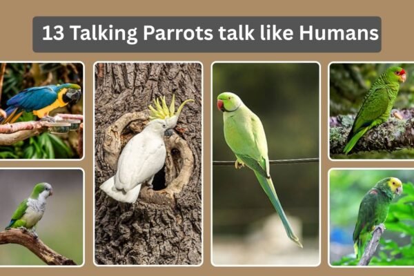 13 Talking Parrots talk like Humans