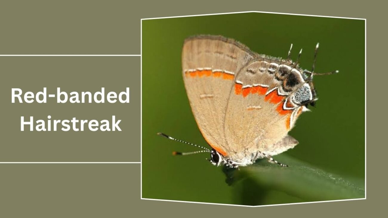 Red-banded Hairstreak