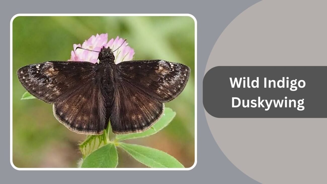Wild Indigo Duskywing