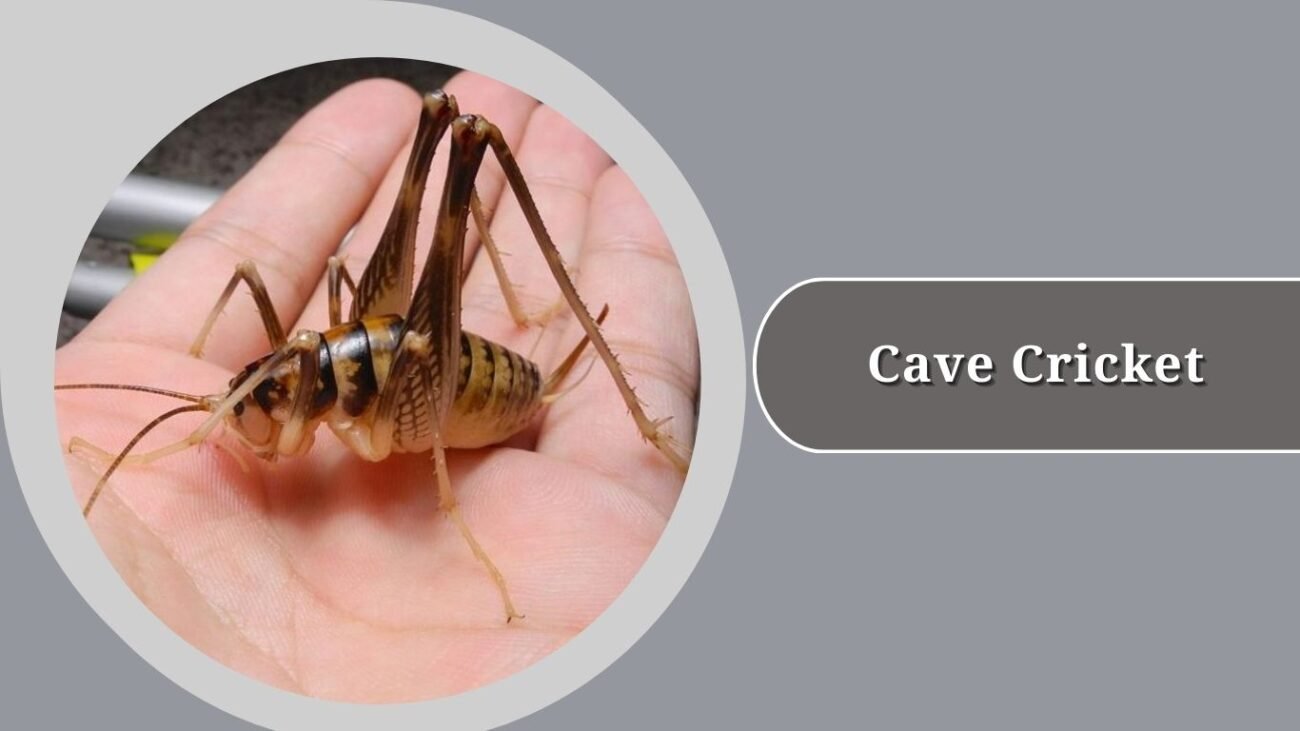 Cave Cricket