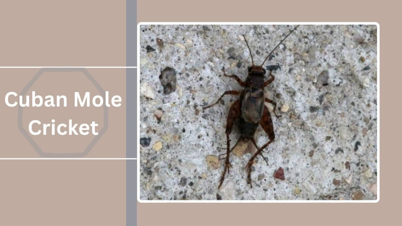  Cuban Mole Cricket