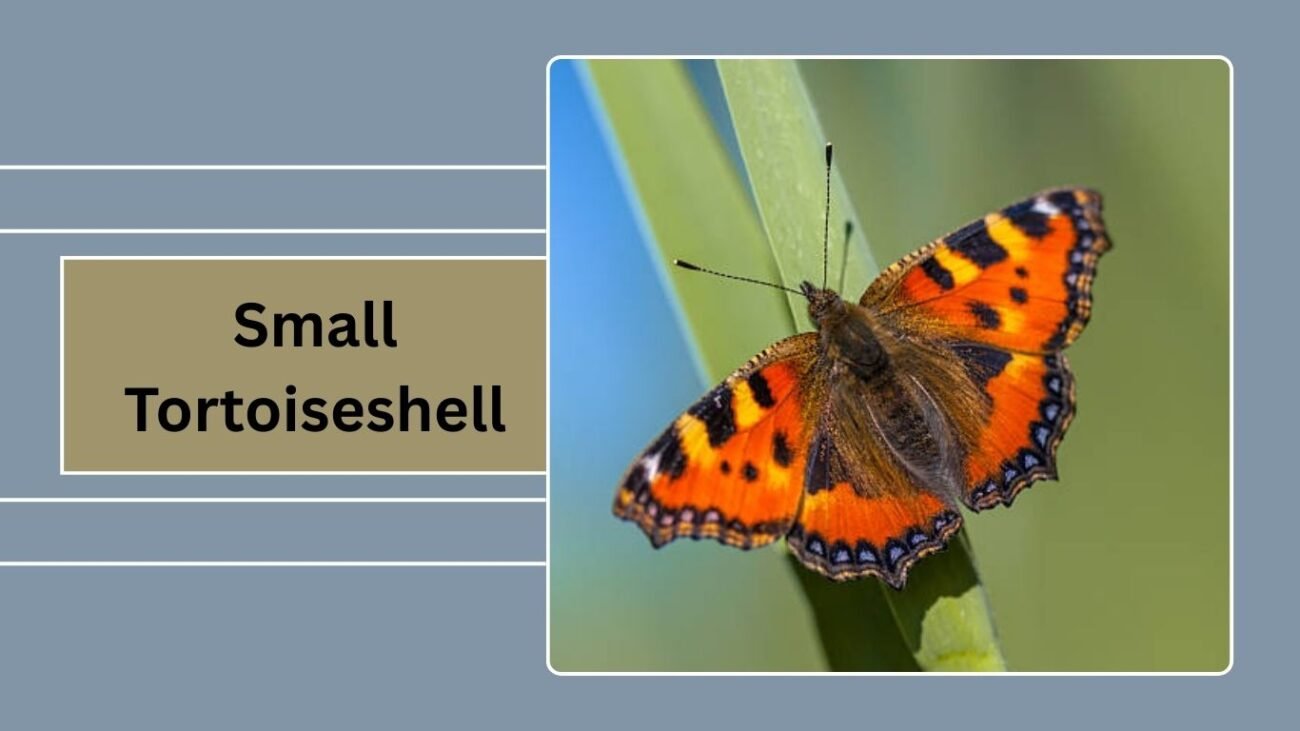 Small Tortoiseshell
