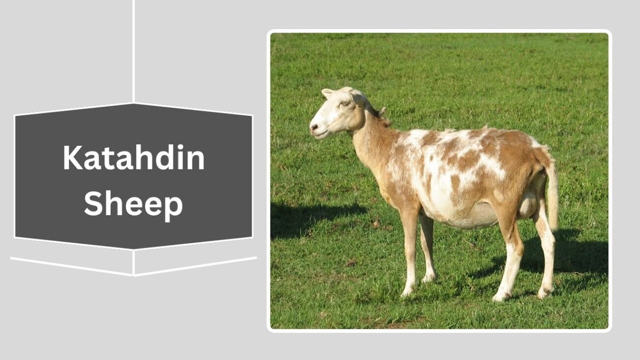 Katahdin Sheep