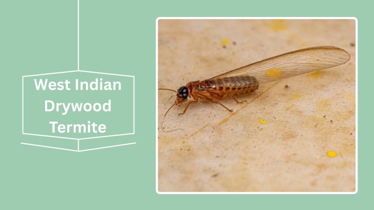West Indian Drywood Termite