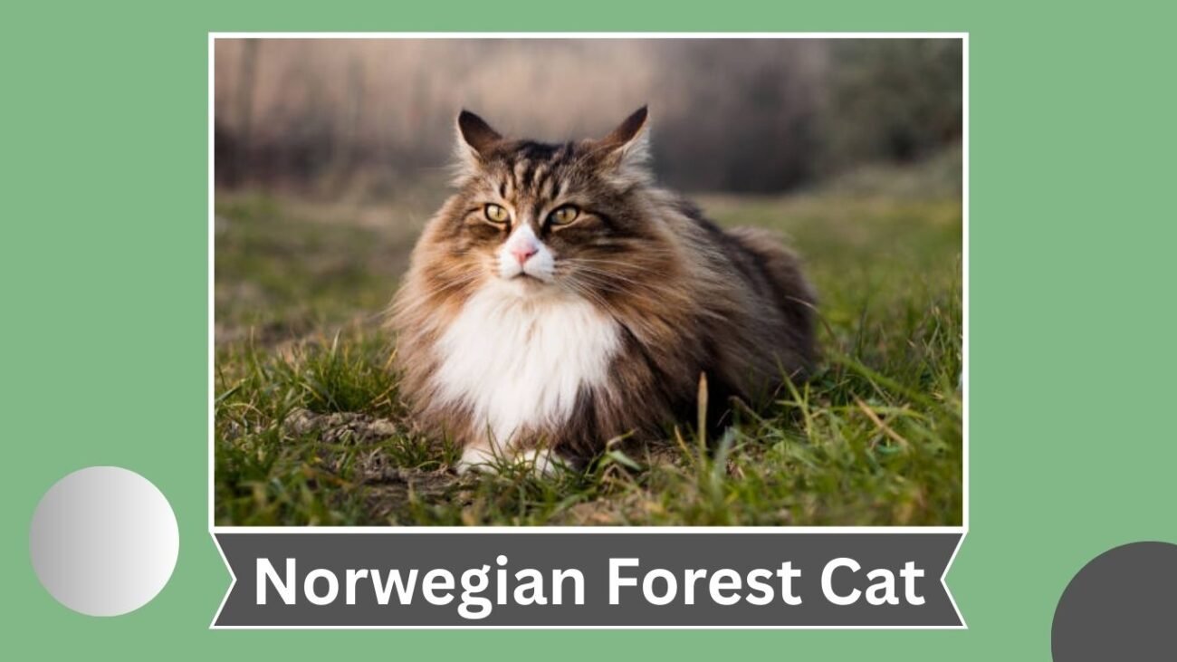 Norwegian Forest Cat
