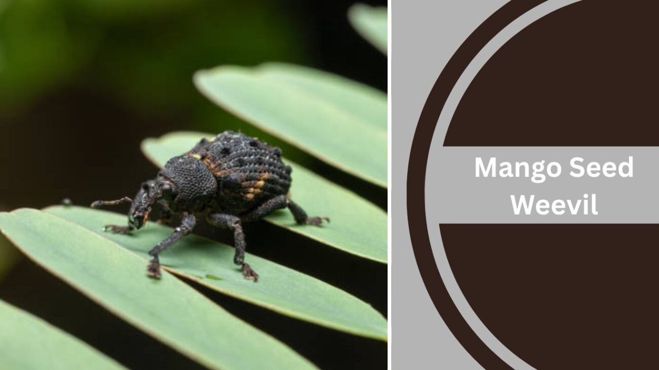 Mango Seed Weevil