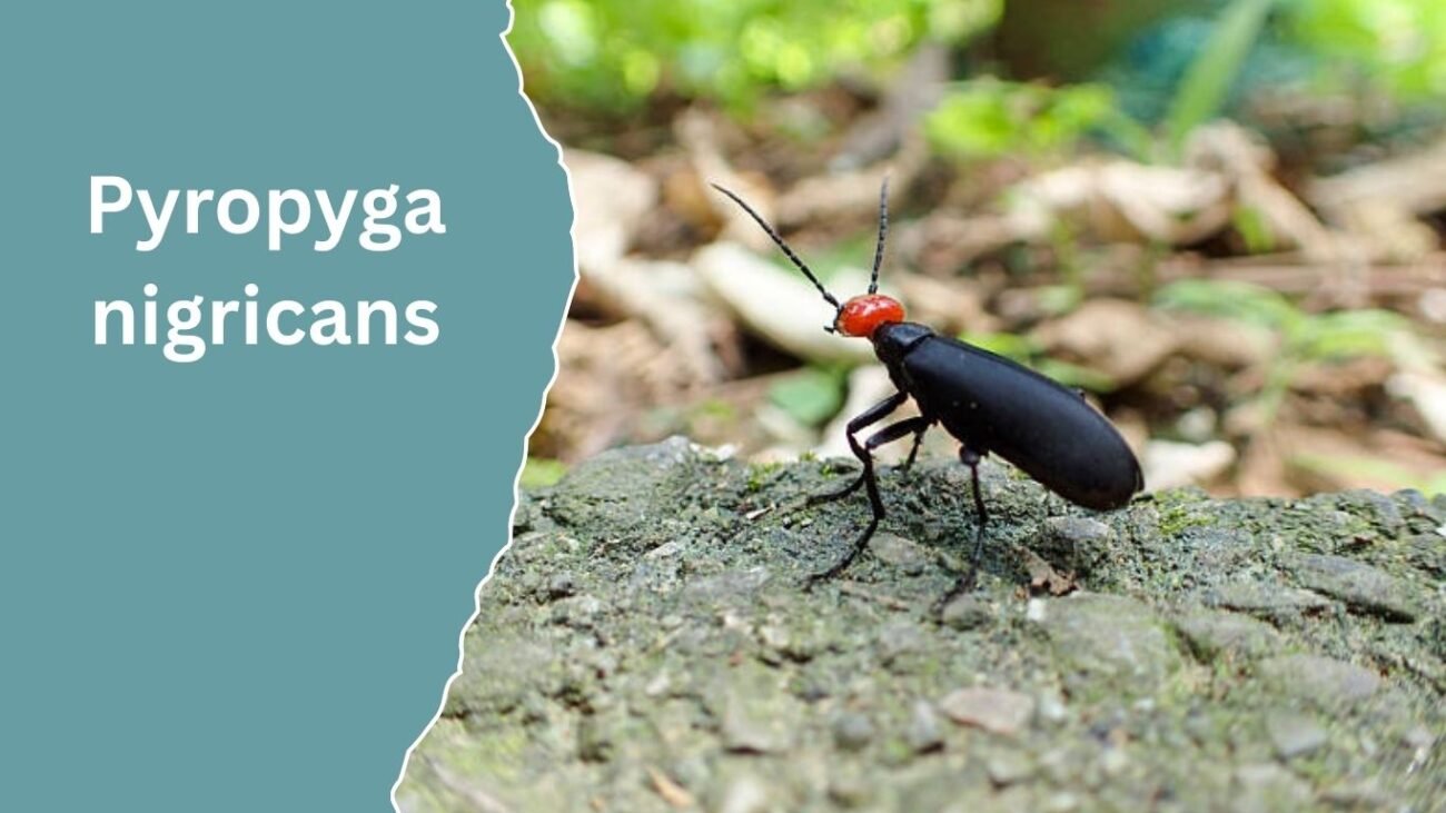 Pyropyga nigricans
