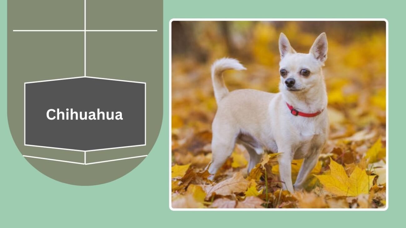 Chihuahua