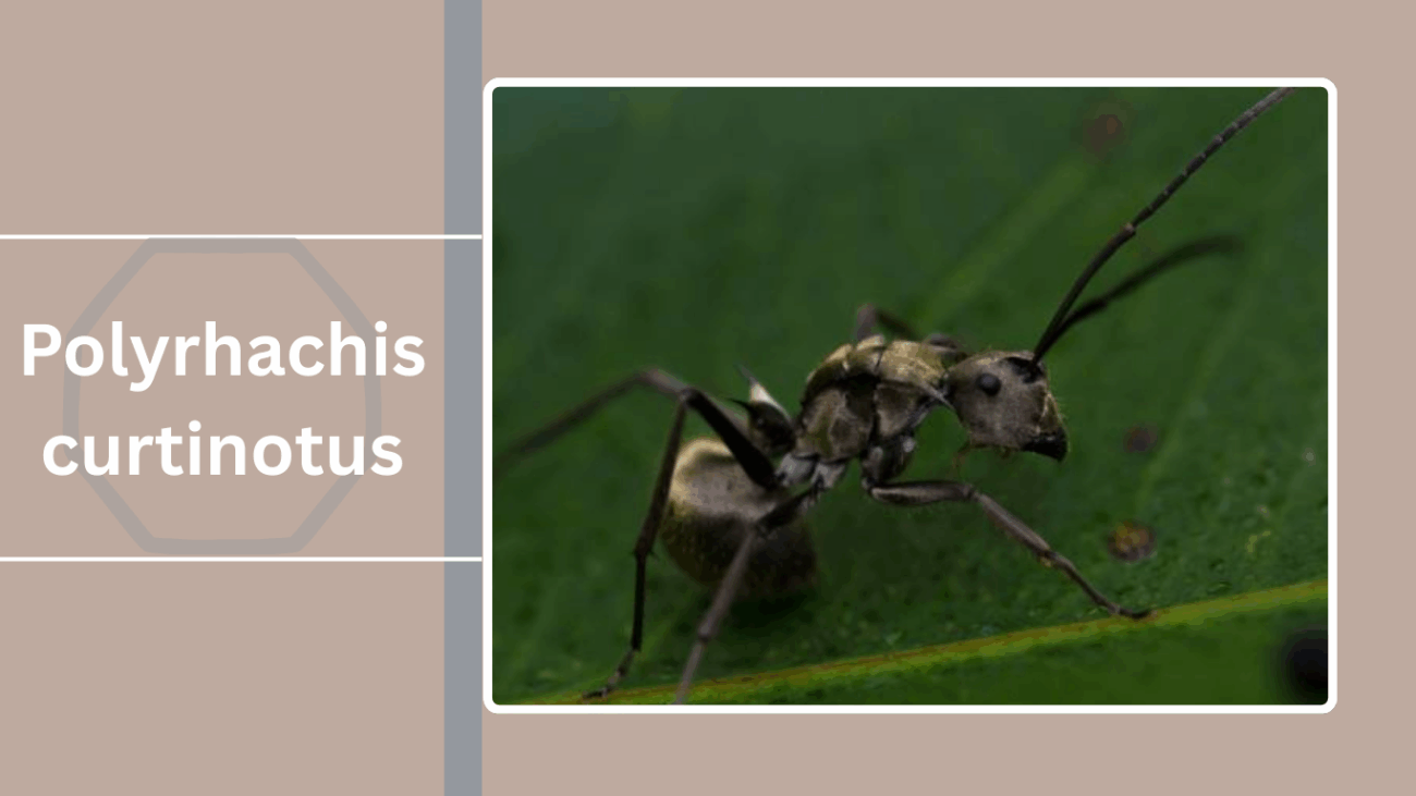 Polyrhachis curtinotus