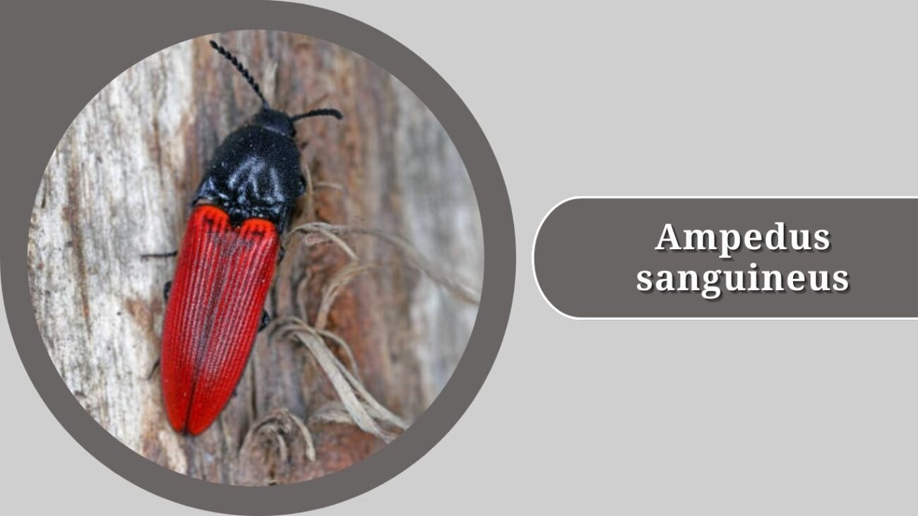 Ampedus sanguineus