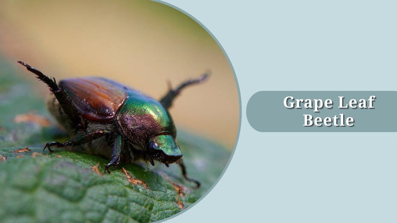 Grape Leaf Beetle