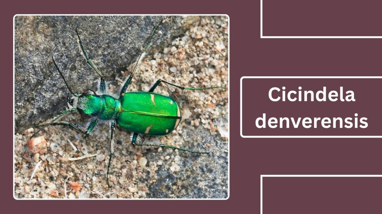 Cicindela denverensis