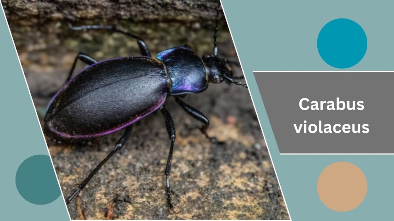 Carabus violaceus