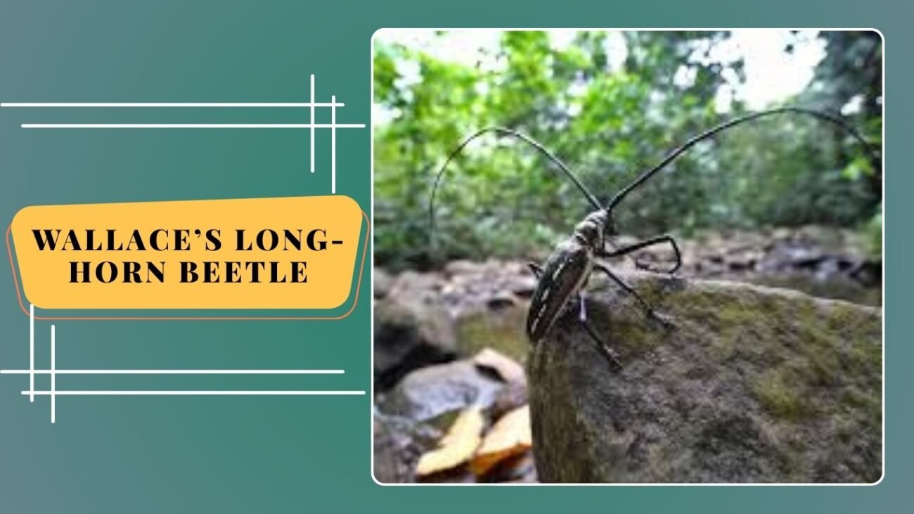 Wallace’s Long-horn Beetle
