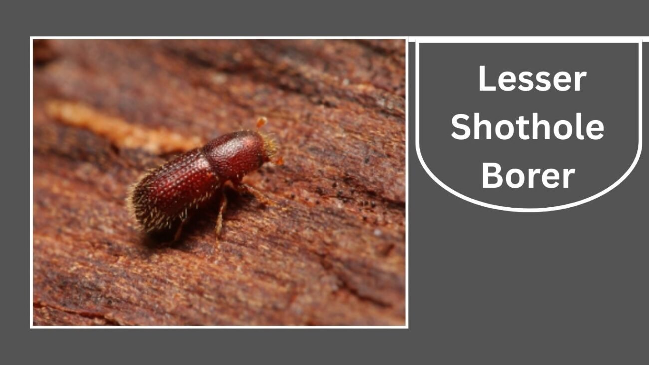 Lesser Shothole Borer