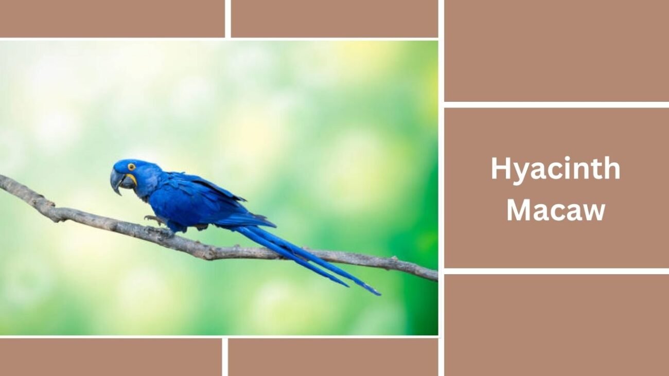 Hyacinth Macaw