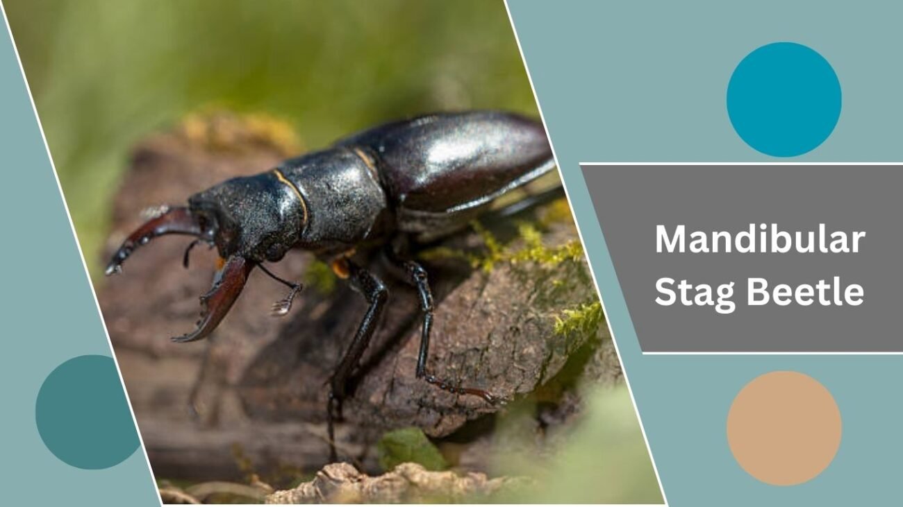 Mandibular Stag Beetle