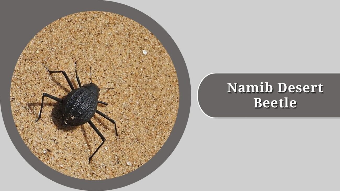 Namib Desert Beetle