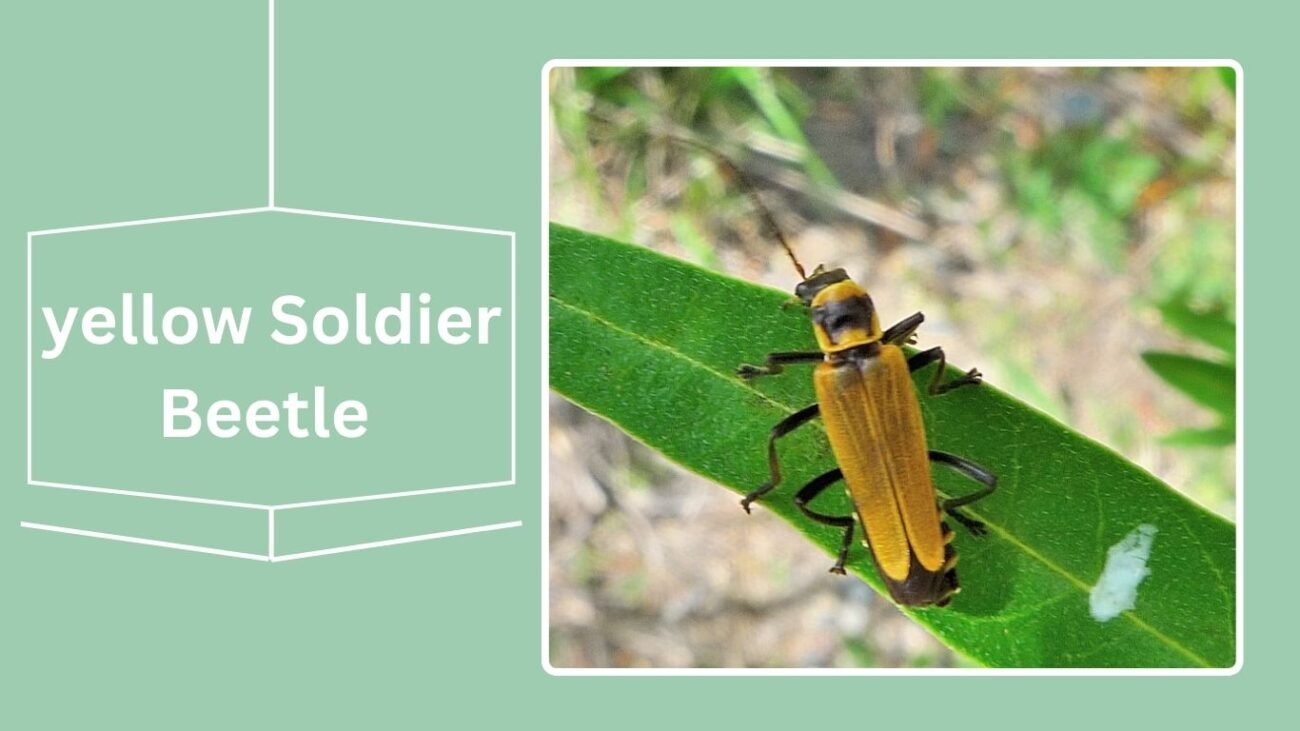 Yellow Soldier Beetle (Cantharis flavilabris)