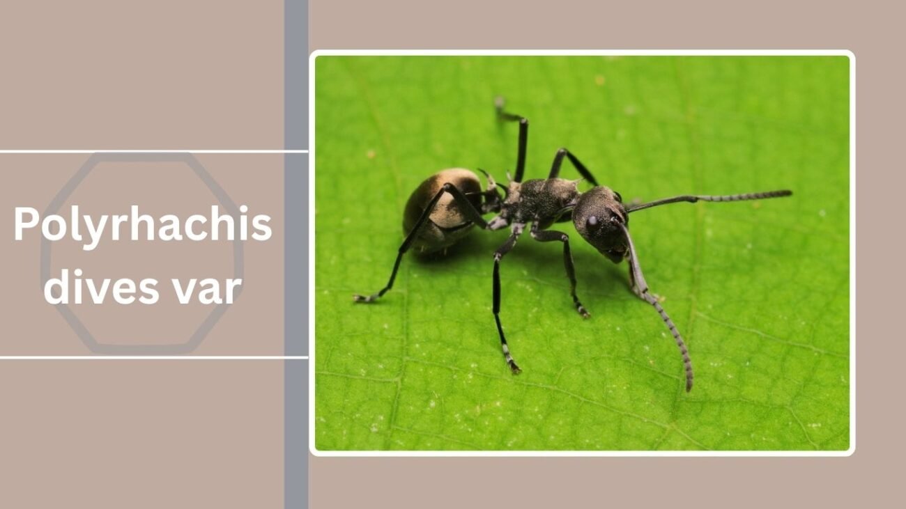 Polyrhachis dives var. indica
