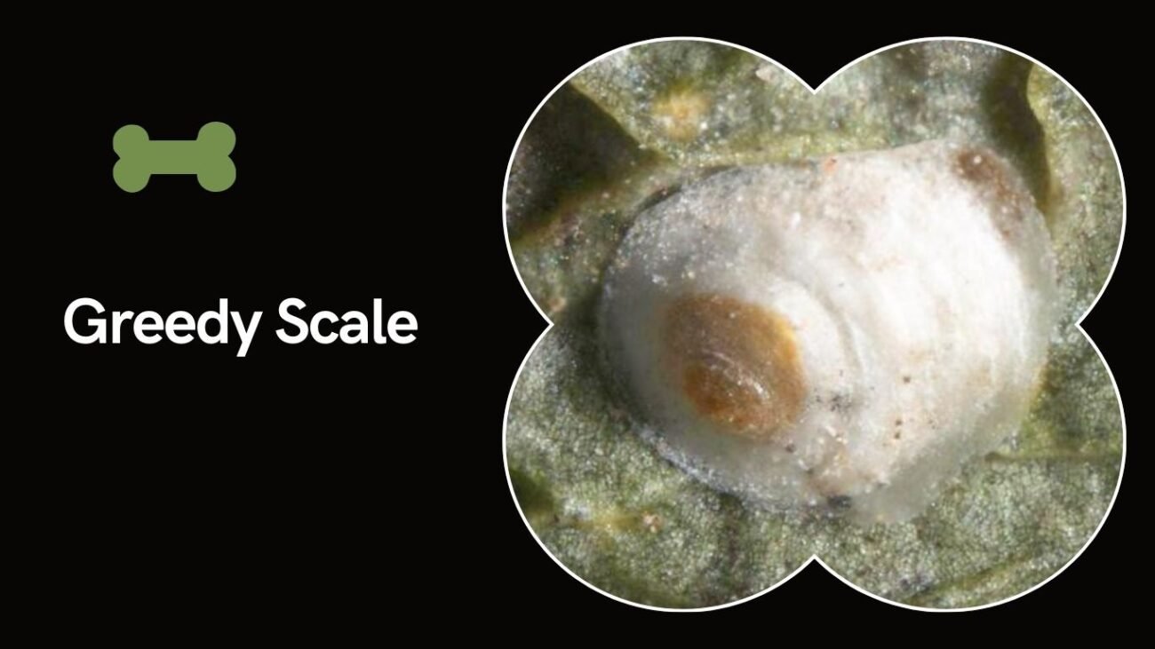 Greedy Scale (Hemiberlesia rapax)