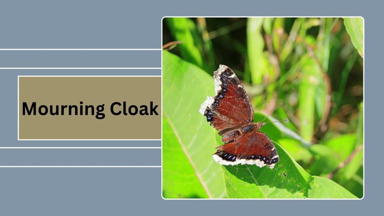 Mourning Cloak
