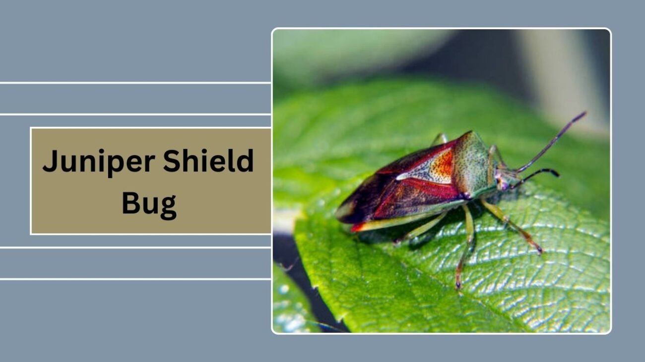 Juniper Shield Bug (Cyphostethus tristriatus)