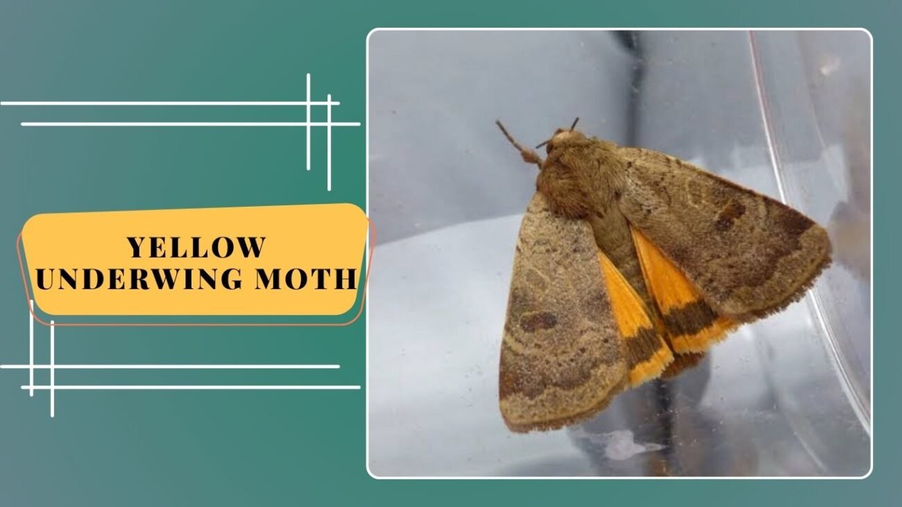 Yellow Underwing Moth (Noctua pronuba)