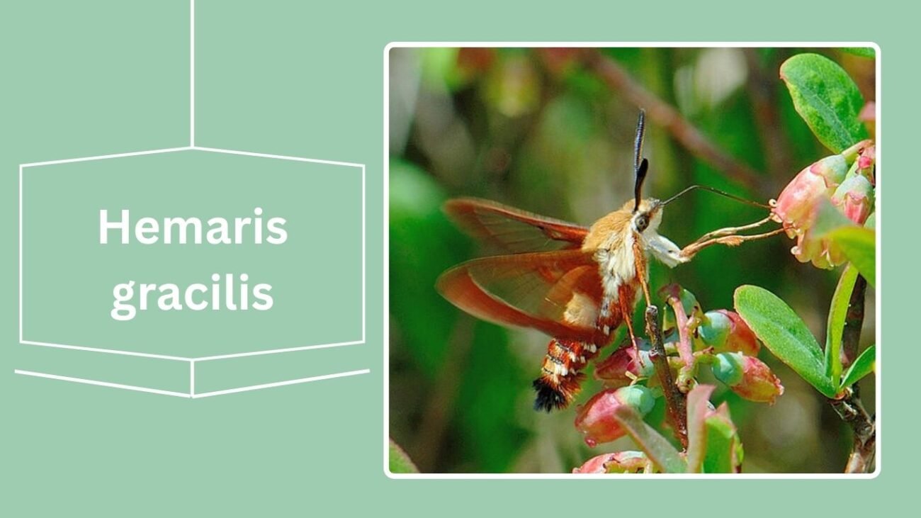 Hemaris gracilis (Slender Clearwing)