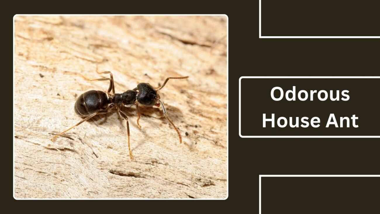 Odorous House Ant