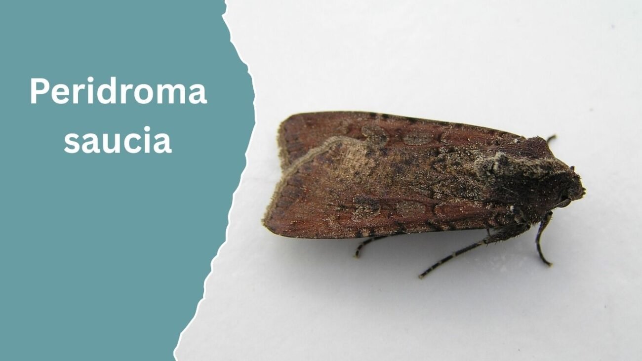 Peridroma saucia (Variegated Cutworm)