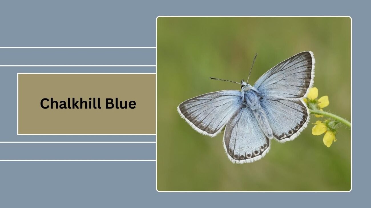 Chalkhill Blue (Polyommatus coridon)